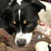 Koda_B_2464