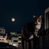NekkoMou