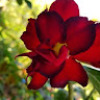 Ranny_Almeida