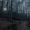 Woods_