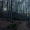 Woods_