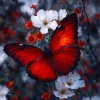 RedButterflyy