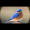 Blue_Bird_4500