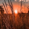 Cameron_Potter_1779