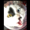 Ferychan9