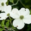 Dogwood_leaf