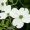 Dogwood_leaf