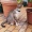 MisttyCat