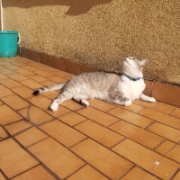 MisttyCat