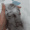 Cat_Attack_3329