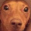 Penny_Horning