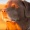Utube_Buddy