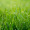 Grass_9529