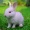 Alice_in_Normaland