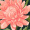 andrea_solace