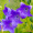 Rumiin_2810