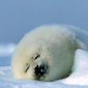 A_Baby_Seal