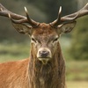 angry_deer